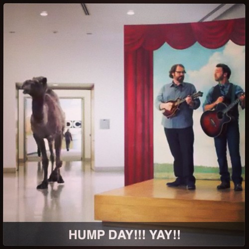 '...happier than a #camel on #HumpDay..' #cantstopwatching #cantstoplaughing #okimanerd #toofunny #PartyStarter #instapotd #followme #super #amazing #unbelievable #cute #sexy #funny #serious #beautiful #art #original #random #classic #mindblown #hashta