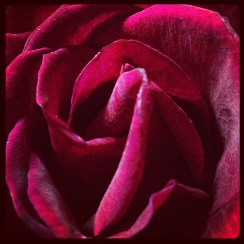 #red #rose #velvet #petals #awesome #flower #sexy
