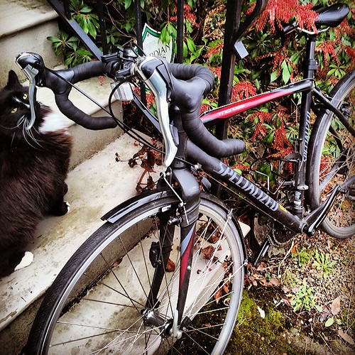 All tuned up and ready to ride. Sexy is back and I'm thinking there's a century or two in my future. Even the neighbor kitty can't stay away. #bikerchic