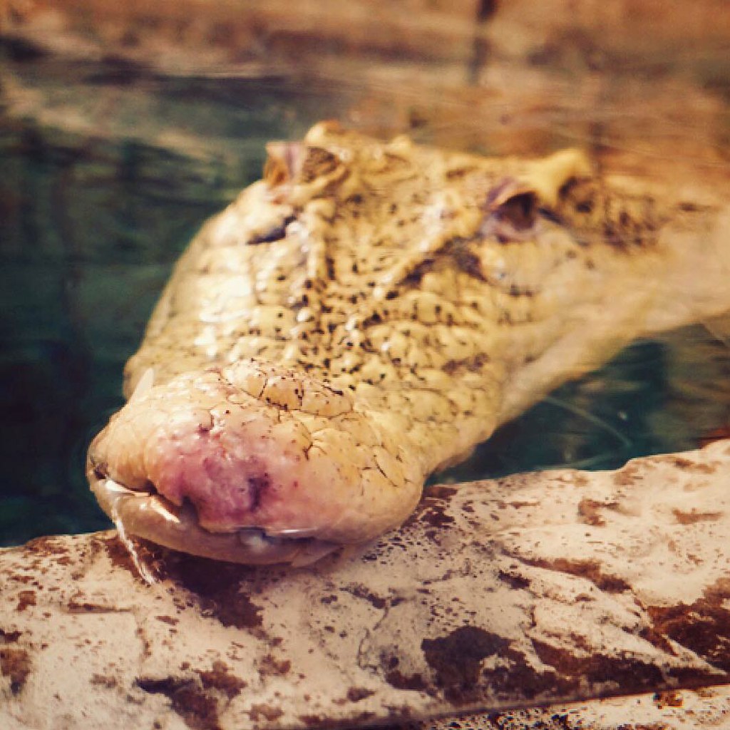 Here's a sexy alligator because I tried to take a picture of a woman in stilettos in a wheelchair dragging herself across the street but she was too fast!
