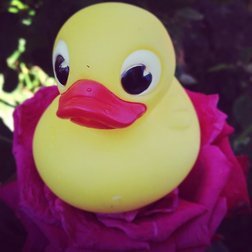 #duck #canard #erotic #hit #hard #cute #nice #sensual #pink #sensation #girl #femmale #bath #sex #porn #pornpics #picsporn #pics #love #loveporn #sexy