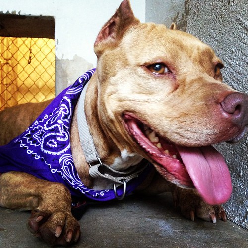 #latte in her sexy purple bandana, impressing all the boys. #adoptable #cuteasshit @austinpetsalive @dogsoutloud